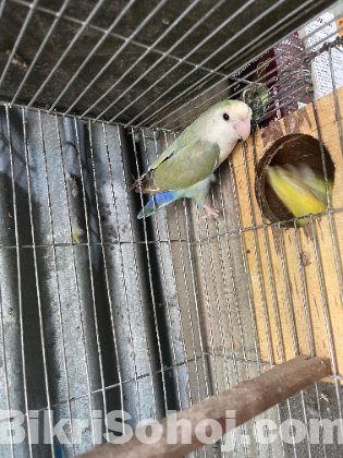 Love Bird Running Pair